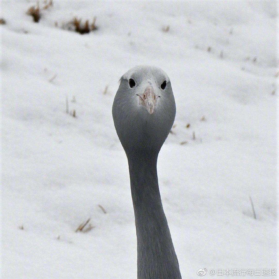 日本千叶市动物公园 一只蓝鹤于雪中独行 曲线优美 脖颈颀长 侧颜楚楚动人 直到看到正面之后 有事吗 图片