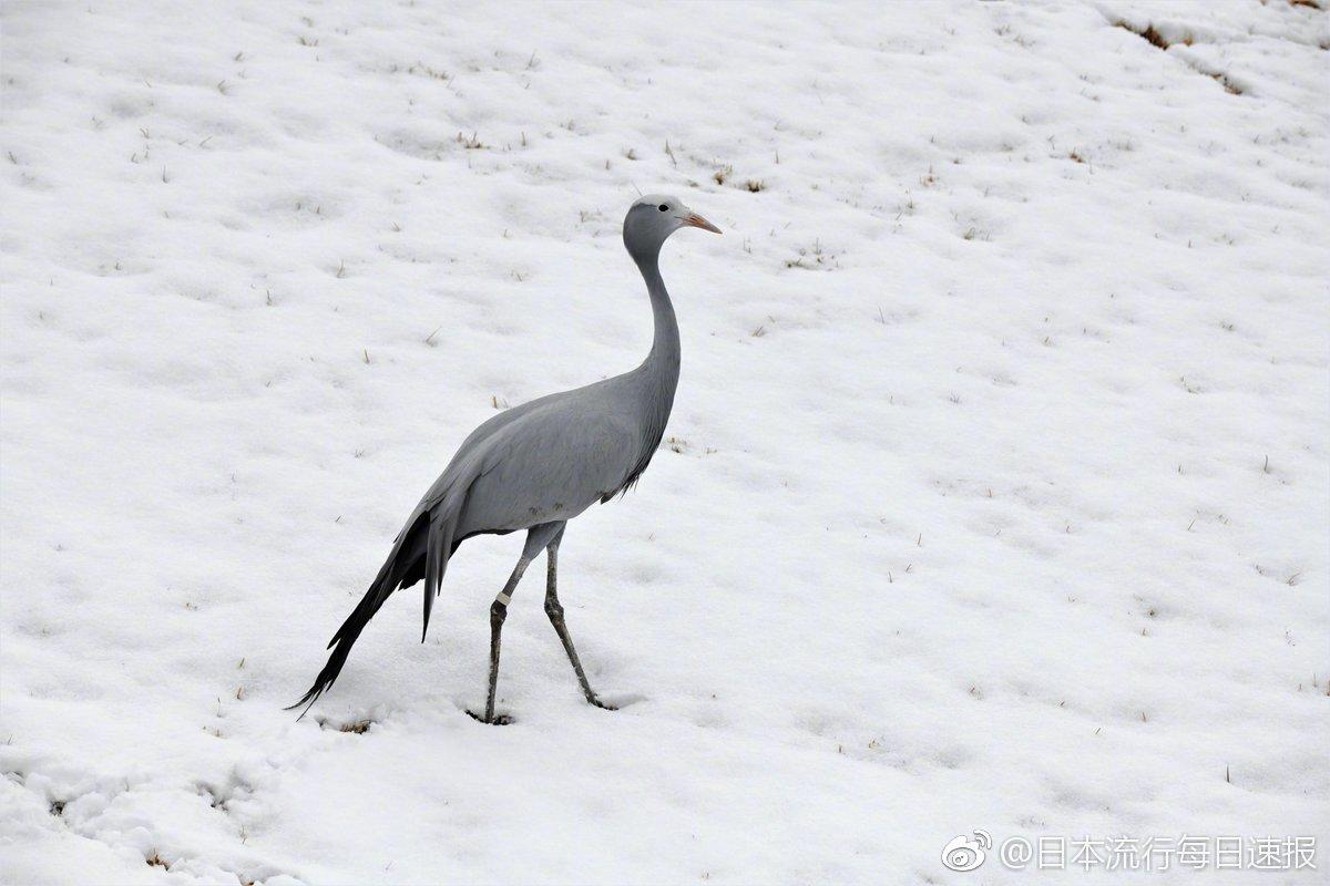 日本千叶市动物公园 一只蓝鹤于雪中独行 曲线优美 脖颈颀长 侧颜楚楚动人 直到看到正面之后 有事吗 图片